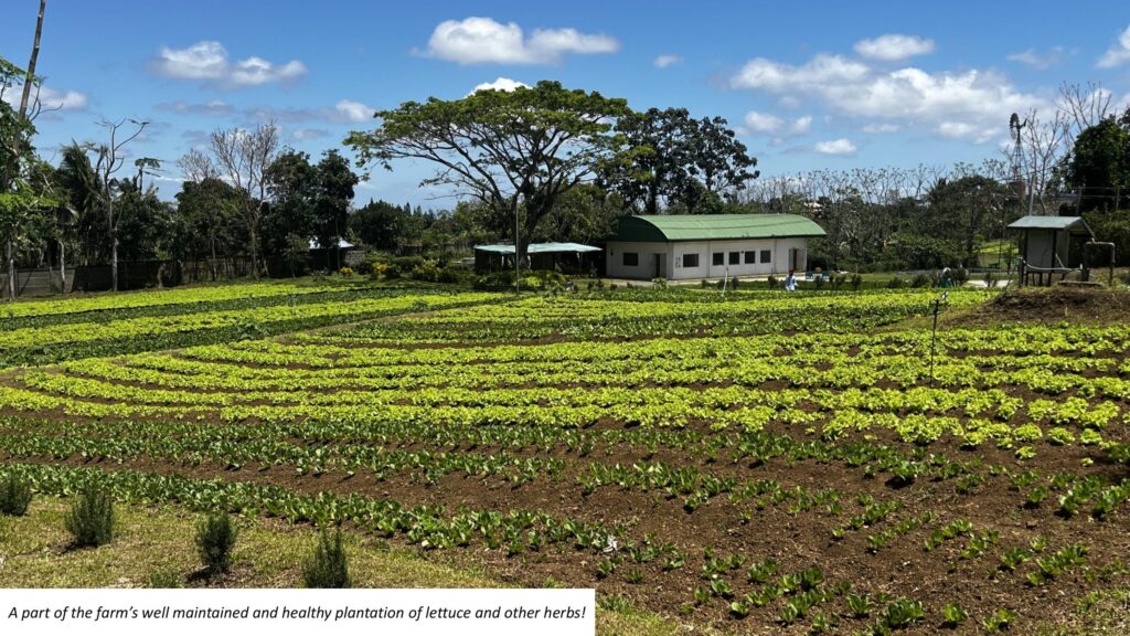 Gourmet-Farms_healthy-plantation